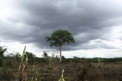 Ein einsamer Baum in einem Wald, der für eine neue Palmölplantage in Kamerun gerodet wurde.