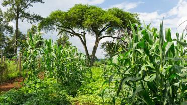 Ökologisch bewirtschaftete anbaufläche in Kenia mit Bäumen und Kulturpflanzen.
