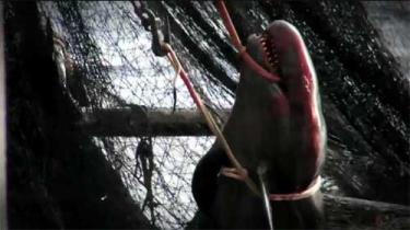 Bild aus dem Insider-Video: Ein koreanischer Thunfischtrawler zieht mit Hilfe von Fischsammlern alles hoch, was das Meer hergibt 