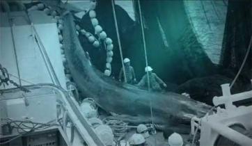 Bild aus dem Insider-Video: Rifffische, Mantarochen, Delphine, Schwertfische, Wale ... Beim Thunfischfang mit Fischsammlern ist der Beifang mörderisch