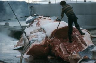Mann beim Flensen eines Wals. In Stücke geschnittener Wal. Island. 