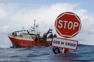 Greenpeace-Aktive tauchen am Fangschiff "Endurance", um Kabeljau zu schützen