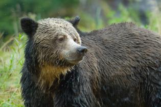 Grizzly im Great Bear Regenwald