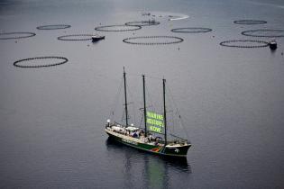 Das Greenpeace-Schiff Rainbow Warrior II neben Zuchtkäfigen mit Rotem Thunfisch im Mittelmeer. "Meeresschutzgebiete jetzt!" - für sofortige Maßnahmen zum Schutz des vom Aussterben bedrohten Roten Thuns.