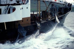 Isländischer Walfänger Hvalur mit drei toten Walen längsseits. Januar 1978, Nordatlantik.