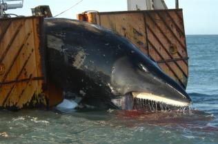 Ein toter Zwergwal auf dem isländischen Walfangschiff Sigurbjorg in der Nähe des Hafens von Hofn im Südwesten Islands. Das Schiff ist das größte von drei Schiffen, die 2003 auf Jagd von 38 Zwergwalen gehen. Greenpeace setzt sich vehement gegen den Walfang ein. 
