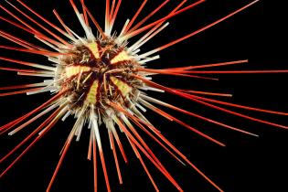 Deep sea creatures - Deep sea Sea urchin