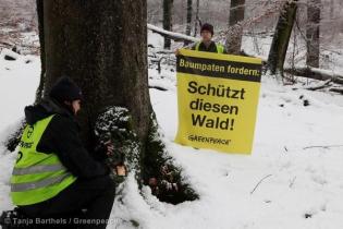 Greenpeace kennzeichnet bedrohte Patenbäume im Spessart