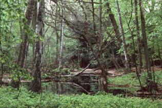 Naturnahe Waldnutzung im Lübecker Stadtwald