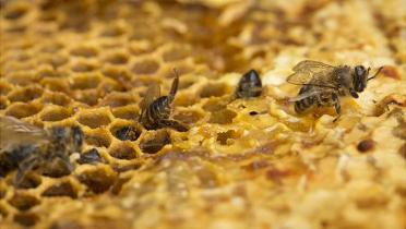 Tote Bienen auf ihrer Wabe, April 2013