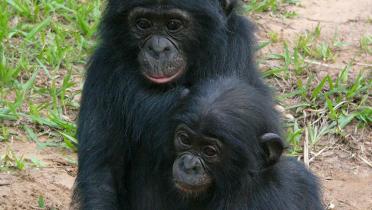 Der Bonobo, beheimatet im Kongo, 2005