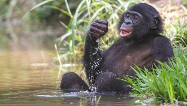 Bonobo in der Demokratischen Republik Kongo (DRC)