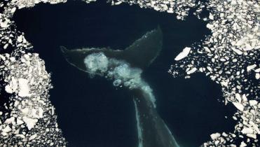 Die Schwanzflosse eines Wals unter Wasser; um ihn herum treiben Eisschollen im Meer.