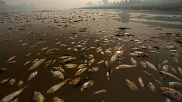 Tote Fische treiben im Restwasser des Manaquiri 11/25/2009