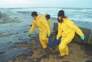 Dezember 1999: Nach dem Unfall der "Erika" helfen Greenpeace-Aktivisten beim Reinigen der ölverseuchten bretonischen Küste