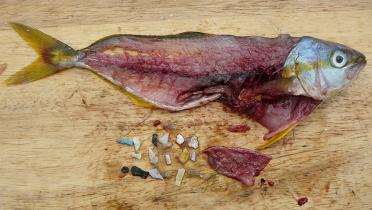 Zerlegter Fisch mit Plastikteilchen