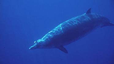 Schnabelwal unter Wasser