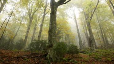 Wald im Retezat National Park: Hohe Laubbäume ragen in den Himmel, am Boden braune Blätter und kleine Büsche