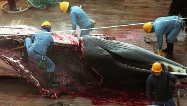 Japanische Walfännger zerlegen an Bord ihres Schiffes einen Minkewal