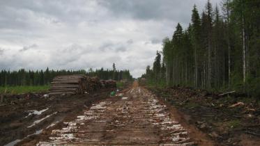 Waldzerstörung in borealen Wäldern 