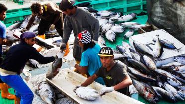Arbeiter sortieren die gefangenen Weißen Thunfische.