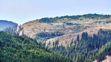 Berghügel mit Nadelwald; hinten eine durch Abholzung kahle Fläche