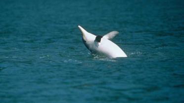 Delphin im Sprung