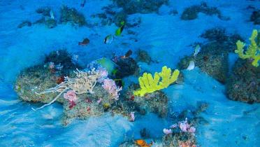 Bunter Meeresboden im Korallenriff