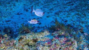 Leben im Korallenriff unter Wasser