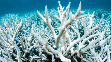 Korallenbleiche im Great Barrier Reef vor der Küste von Australien