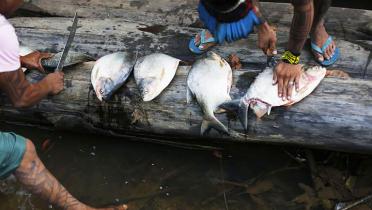Mehrere Ureinwohner bereiten frisch gefangenen Fisch zu.