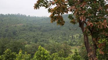 Der Mahan-Wald - einer der wertvollsten Wälder Indiens