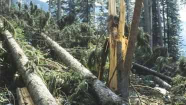 Zwei umgestürzte Fichten liegen nach einem Sturm auf dem Waldboden; daneben ist der zersplitterte, noch im Boden verankerte Stumpf von einem der Bäume zu sehen.