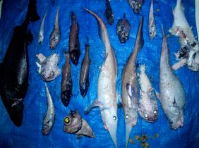 Dokumentation von Beifang aus Tiefseefischerei, Juni 2004