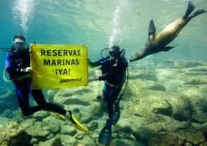 Los Islotes ist eine Seehundkolonie im Golf von Kalifornien. Greenpeace fordert Schutzgebiete