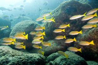 Fischschule im Golf von Kalifornien, auch "Aquarium der Welt" genannt