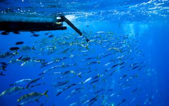 Ein Fischschwarm wird durch einen Fischsammler angelockt, September 2009