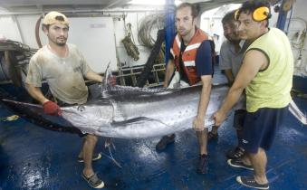 Fischer mit totem Schwertfisch an Bord der Ocean Lady, Dezember 2009