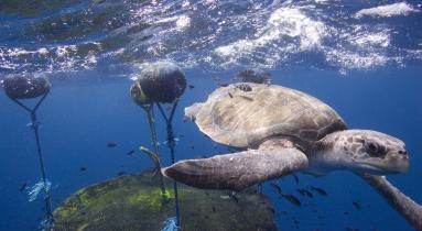 Um den Fischsammler des ecuadorianischen Trawlers Ingalapagos tummelt sich schon der spätere Beifang, hier eine Schildkröte (2009) 