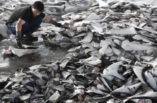 Frisch im Fischmarkt angelieferte tiefgefrorene Haifischflossen, Taiwan 2012