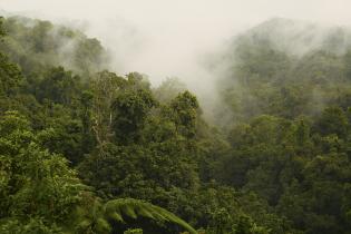 Nebel über den Regenwäldern Papua-Neuguineas.