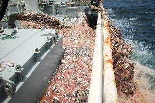 Mega-Trawler kippt essbaren Fisch zurück ins Meer