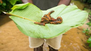 Schmetterlingsraupen im Kongobecken