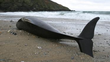 Regelmäßig werden tote Schweinswale an den Strand gespült. 01/10/2004