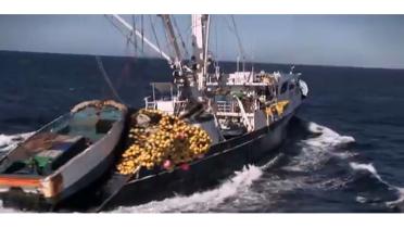 An Bord des koreanischen Trawlers liegen haufenweise Fischsammler bereit