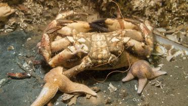 Krabbe und Seesterne