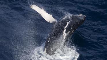 Ein Wal springt aus dem Wasser - Japan plant einen Antrag für Walfang an der japanischen Küste