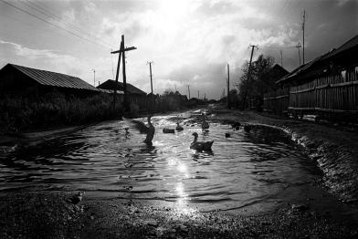 Vögel schwimmen auf der überfluteten Karl-Marx-Straße in Muslumovo, einem atomverseuchten Dorf - die Straße ist wegen der hohen Strahlenwerte fast völlig verlassen.