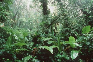 Tropischer Regenwald in Costa Rica.  Bäume und Pflanzen im Heiligtum des Monte Verde.