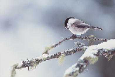 Titmouse in Forest